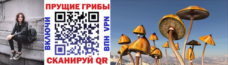 Галлюциногенные грибы Magic Shrooms Салаир
