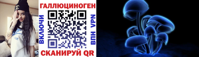 Купить  Салаир  Псилоцибиновые грибы мицелий 
